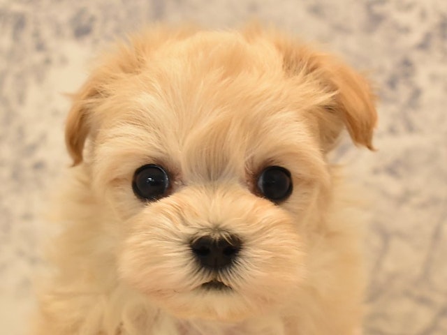 静岡県のハーフ犬 (ペッツワン伊東店/2023年11月3日生まれ/女の子/アプリコット)の子犬